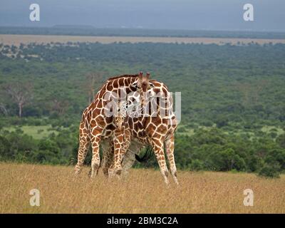 Due vecchie giraffe toro reticulate (Giraffa camelopardis reticulata) lotta per diritto di accoppiamento con la femmina -OL Pejeta Conservancy, Laikipia, Kenya, Africa Foto Stock