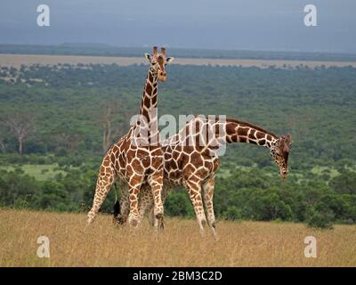 Due vecchie giraffe toro reticulate (Giraffa camelopardis reticulata) lotta per diritto di accoppiamento con la femmina -OL Pejeta Conservancy, Laikipia, Kenya, Africa Foto Stock