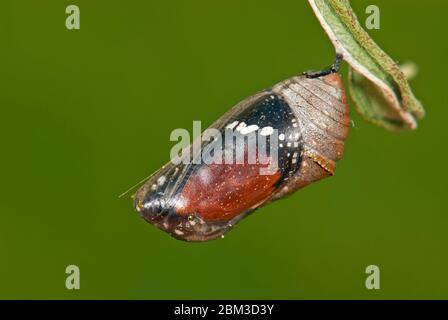 Farfalla tigre piana, Danaus chrysippus, pronta ad emergere dalla pupa Foto Stock