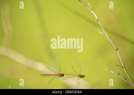 Pyrhosoma Nymphula (grande damselfly rosso) che si accoppia nell'aria Foto Stock