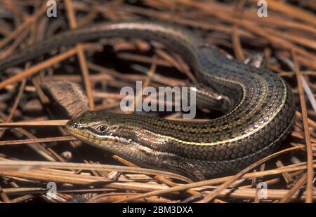 Lucertola - mabuya brodato, Trachylepis vittata Foto Stock