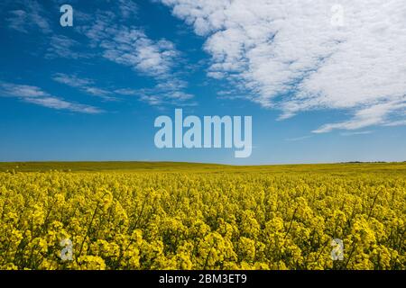 Campo di colza nella rurale Shropshire, con cielo blu e soffici nuvole bianche. Foto Stock