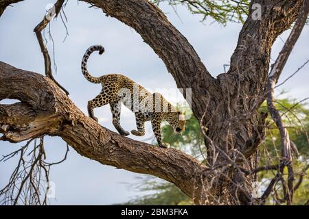 Un leopardo sta camminando su e giù l'albero sui relativi rami Foto Stock