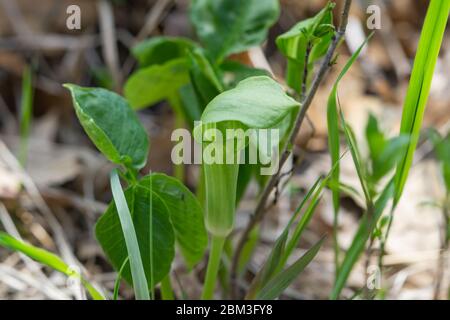 Jack nella Pulpit Spathe a Springtime Foto Stock