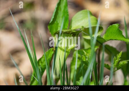 Jack nella Pulpit Spathe a Springtime Foto Stock