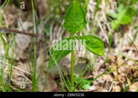 Jack nel pulpito parte a Springtime Foto Stock