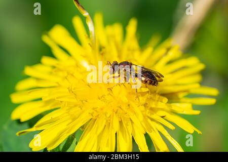 Nomad Bee su Dandelion Flower in Springtime Foto Stock