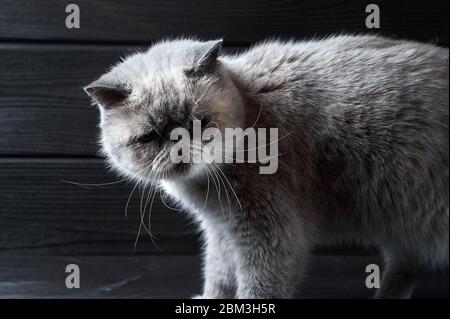 gatto esotico bianco domestico su sfondo di legno nero Foto Stock