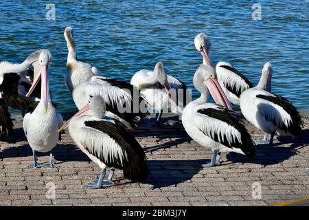 Pellicani presso il lago all'ingresso nel nuovo Galles del Sud, Australia Foto Stock