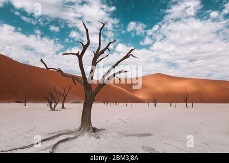 Gli alberi scheletrici nel deserto della Namibia in Africa Foto Stock