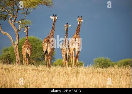 Le giraffe Maasai camminano verso una tempesta imminente Foto Stock