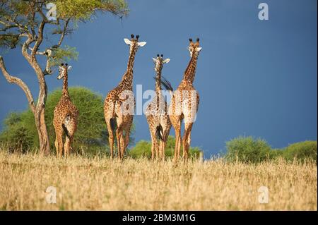 Le giraffe Maasai camminano verso una tempesta imminente Foto Stock