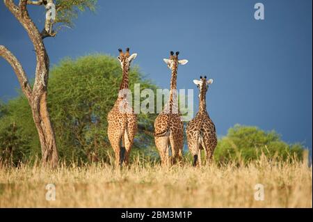 Le giraffe Maasai camminano verso una tempesta imminente Foto Stock