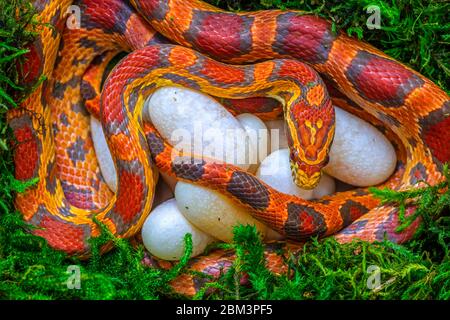 Serpente di mais (Pantherophis guttatus), femmina con uova recentemente deposte, in cattività, nativo degli Stati Uniti orientali Foto Stock