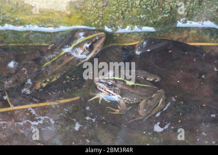 Immagine di un paio di rane comuni (Pelophylax perezi) appeso fuori nello stagno di acqua ferma Foto Stock