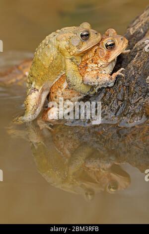 Piede americano (Anaxyrus americanus), coppia in ampexus, Maryland Foto Stock