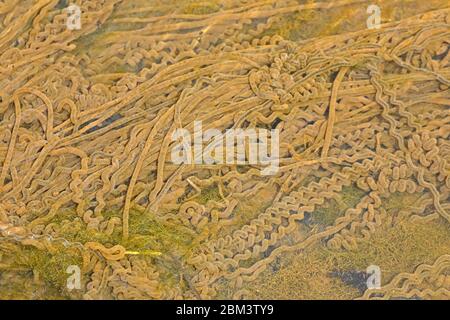 Rospo americano (Anaxyrus americanus), uova recentemente arrostite, Maryland Foto Stock