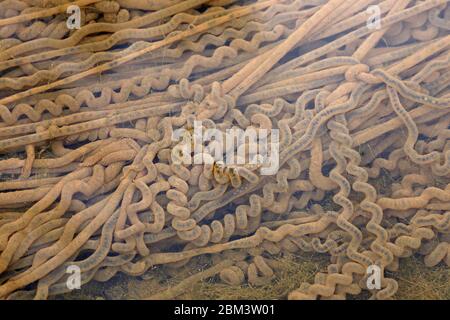 Rospo americano (Anaxyrus americanus), uova recentemente arrostite, Maryland Foto Stock