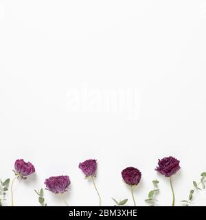 Fiori di ranuncolo viola secchi e foglie di eucalipto su sfondo bianco. Composizione floreale, piatto, vista dall'alto, spazio per copie Foto Stock