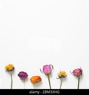 Fiori secchi colorati su sfondo bianco. Composizione floreale, piatto, vista dall'alto, spazio per copie Foto Stock