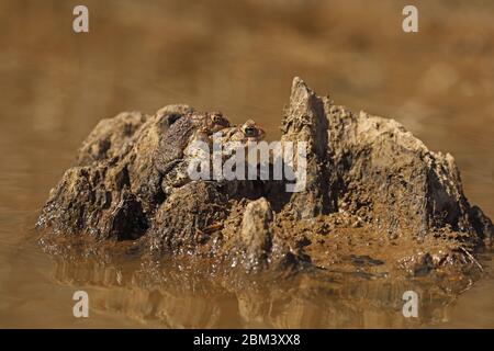 Piede americano (Anaxyrus americanus), coppia in ampexus, Maryland Foto Stock