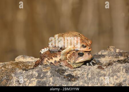 Piede americano (Anaxyrus americanus), coppia in ampexus, Maryland Foto Stock