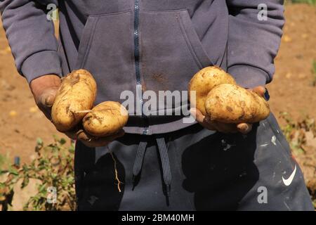 Un contadino tunisino tiene in mano patate appena raccolte nei campi del distretto di Korba.le patate sono pronte per la raccolta quando le cime iniziano a morire e la pelle di patate diventa ferma. Foto Stock