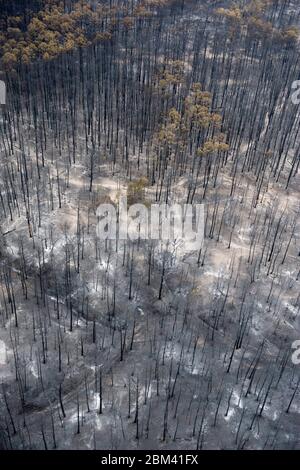 Bastrop County Texas USA, 2011 settembre: Aereo di danni da incendio in cui gli incendi la scorsa settimana hanno causato 38.000 ettari e più di 1.500 case con due morti segnalati. Gli alberi del Bastrop state Park sono stati i più colpiti con oltre il 95% del parco annerito o distrutto. ©Bob Daemmrich Foto Stock