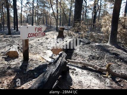 Bastrop Texas USA, settembre 2011: Aree del Bastrop state Park danneggiate da massicci incendi boschivi che hanno colpito la zona all'inizio di settembre. ©Marjorie Kamys Cotera/Daemmrich Photography Foto Stock