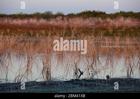 Falcon Lake Texas USA, novembre 2011: Bassi livelli d'acqua causati da una continua siccità espongono rocce e pennellano sul lato degli Stati Uniti del lago Falcon sul confine Texas-Messico a sud di San Antonio. Un paradiso per i pescatori di spigole, Falcon Lake ha visto un aumento negli scontri tra presunti operatori messicani del cartello della droga e pescatori dopo l'uccisione di un cittadino americano dalla parte messicana nel 2010. ©Bob Daemmrich Foto Stock