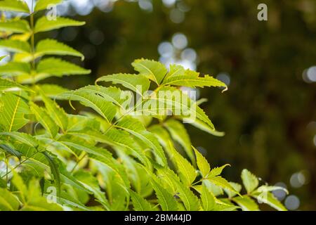 Azadirachta o foglie di albero di neem, nimtree o lilla indiana. Foto Stock