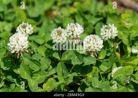 Trifoglio bianco (trifolium repens), Isehara City, Kanagawa Prefecture, Giappone Foto Stock