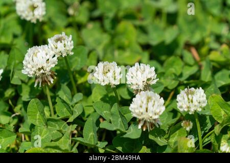 Trifoglio bianco (trifolium repens), Isehara City, Kanagawa Prefecture, Giappone Foto Stock