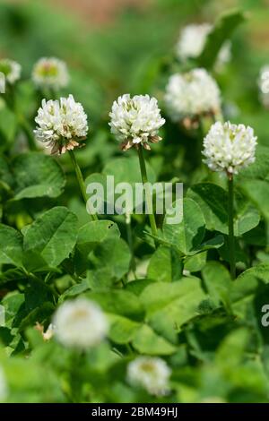 Trifoglio bianco (trifolium repens), Isehara City, Kanagawa Prefecture, Giappone Foto Stock