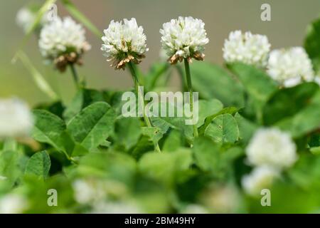 Trifoglio bianco (trifolium repens), Isehara City, Kanagawa Prefecture, Giappone Foto Stock