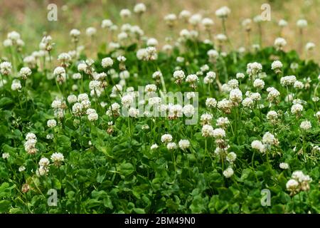 Trifoglio bianco (trifolium repens), Isehara City, Kanagawa Prefecture, Giappone Foto Stock