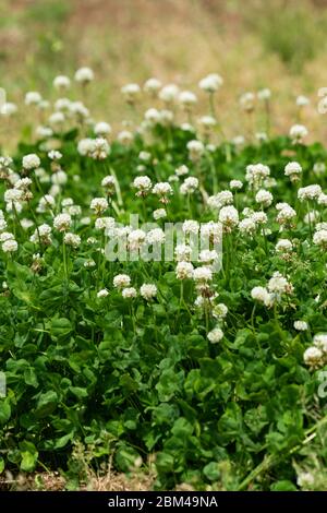 Trifoglio bianco (trifolium repens), Isehara City, Kanagawa Prefecture, Giappone Foto Stock