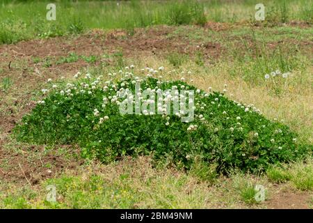 Trifoglio bianco (trifolium repens), Isehara City, Kanagawa Prefecture, Giappone Foto Stock