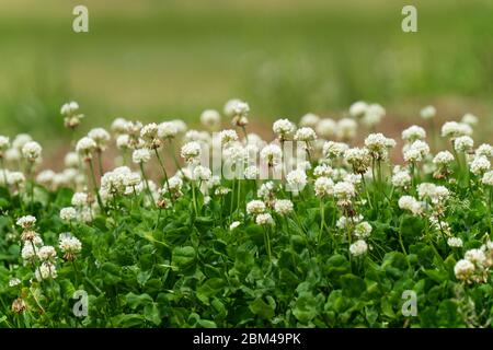 Trifoglio bianco (trifolium repens), Isehara City, Kanagawa Prefecture, Giappone Foto Stock