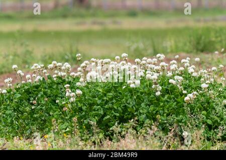 Trifoglio bianco (trifolium repens), Isehara City, Kanagawa Prefecture, Giappone Foto Stock