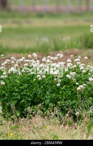 Trifoglio bianco (trifolium repens), Isehara City, Kanagawa Prefecture, Giappone Foto Stock