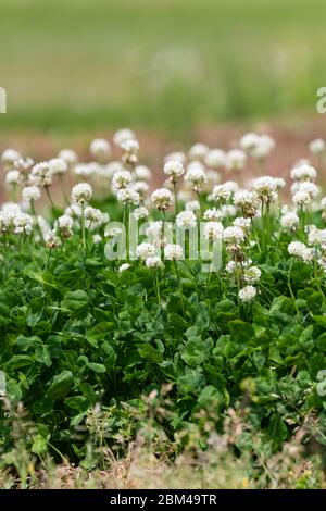 Trifoglio bianco (trifolium repens), Isehara City, Kanagawa Prefecture, Giappone Foto Stock