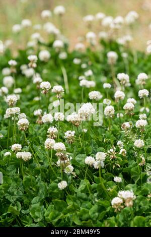 Trifoglio bianco (trifolium repens), Isehara City, Kanagawa Prefecture, Giappone Foto Stock