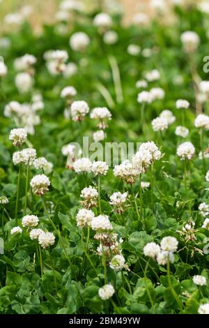 Trifoglio bianco (trifolium repens), Isehara City, Kanagawa Prefecture, Giappone Foto Stock