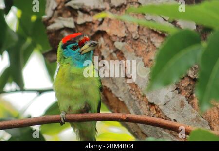 un barbet maschio dalla gola blu (psilopogon asiaticus) nell'allevamento di piombo, campagna del bengala occidentale in india Foto Stock