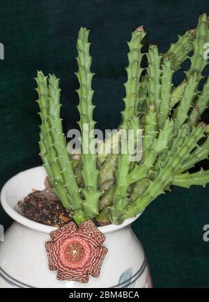 Rara e insolita pianta succulenta, Orbea variegata, gambi withgreen e strano fiore rosso speckled che cresce in vaso bianco su sfondo verde scuro Foto Stock