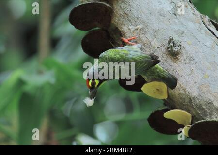 nidificazione di un bel uccello coppersmith barbet o cremisi-breasted barbet (psilopogon emacephalus) nella regione di sundarbans del bengala occidentale, india Foto Stock