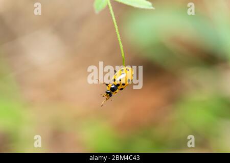 Tredici punti ladybeetle (Hippodamia tredecimpunctata), Isehara City, Kanagawa Prefecture, Giappone Foto Stock