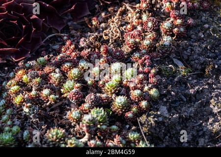 Cobweb casa-leek (Sempervivum arachnoideum), pianta fioritura a terra anche noto come houseleek o viveforever. Foto Stock