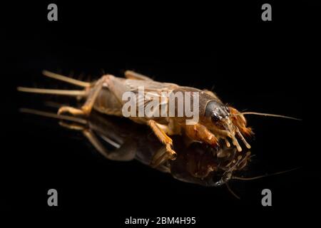 Cricket talpa isolato su sfondo nero (Gryllotalpidae) Foto Stock